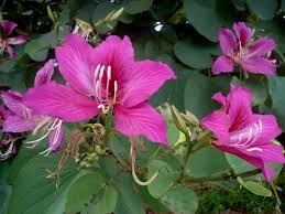 Pink Chandelier Flower seeds for Planting Easy to Grow Heirloom & GMO Free Seeds for Home Garden