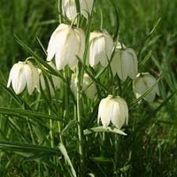 White Imperial Wang Fritillaria Flower Seeds for Planting Colorful Display Heirloom & GMO Free Seeds for Home Garden
 
 Sale