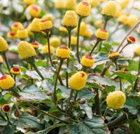 Yellow Red Spilanthes Acmella Plant For Vibrant Garden Growth - Seed Stunning Blooms Flower Seeds