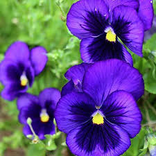 Pansy Blue Flower seeds for Planting - Wildflower Mix, Heirloom & GMO Free Seeds for Home Garden