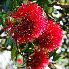 Red Pohutukawa Flower seeds for Planting - Seasonal Bloomer, Heirloom & GMO Free Seeds for Home Garden