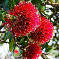 Red Pohutukawa Flower seeds for Planting - Seasonal Bloomer, Heirloom & GMO Free Seeds for Home Garden