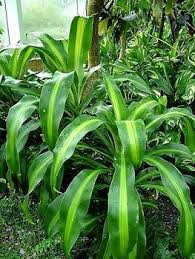 Green Dracaena Fargans Flower seeds for Planting - Long Bloom Season, Heirloom & GMO Free Seeds for Home Garden