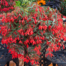 Trailing Begonia Flower seeds for Planting - Sun Loving, Heirloom & GMO Free Seeds for Home Garden