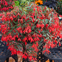 Trailing Begonia Flower seeds for Planting - Sun Loving, Heirloom & GMO Free Seeds for Home Garden