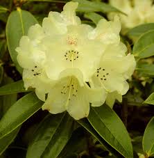 Rhododendron Yellow Flower Seeds - Perfect for Planting in Your Garden