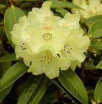 Rhododendron Yellow Flower Seeds - Perfect for Planting in Your Garden