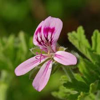 Light Red Pelargonium Flower Seeds for Planting Fragrant Blossoms Heirloom & GMO Free Seeds for Home Garden
 
 Sale