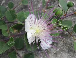 White Capparis Flower seeds for Planting - Sun Loving, Heirloom & GMO Free Seeds for Home Garden