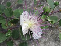 White Capparis Flower seeds for Planting - Sun Loving, Heirloom & GMO Free Seeds for Home Garden