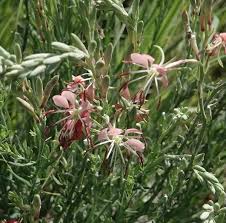 Oenothera Suffrutescens Seeds for Vibrant Garden Planting