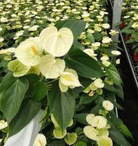 Yellow Anthurium for Planting Compact Growth Heirloom & GMO Free Seeds for Home Garden
 
 Sale