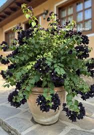Black Bougainvillea Flower seeds for Planting - Low Maintenance, Heirloom & GMO Free Seeds for Home Garden