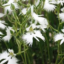 Egret Orchids Flower seeds for Planting Seasonal Bloomer Heirloom & GMO Free Seeds for Home Garden