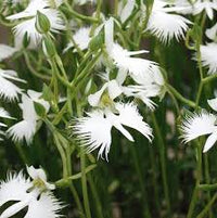 Egret Orchids Flower seeds for Planting Seasonal Bloomer Heirloom & GMO Free Seeds for Home Garden