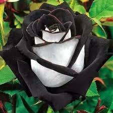 Gray White Rose Flower Seeds for Planting Pollinator Friendly Heirloom & GMO Free Seeds for Home Garden
 
 Sale