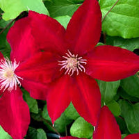 Clematis Red Flower Planting Seeds  Brighten Your Garden