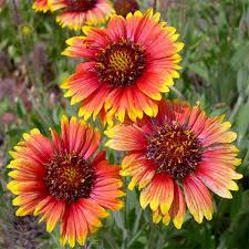 Heirloom Blanket Flower seeds for Planting Premium Quality Heirloom & GMO Free Seeds for Home Garden