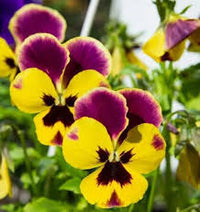 Brown Yellow Pansy Flower Seeds for Planting Low Maintenance Heirloom & GMO Free Seeds for Home Garden
 
 Sale