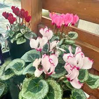 Purple White Cyclamen Flower seeds for Planting - Easy to Grow, Heirloom & GMO Free Seeds for Home Garden