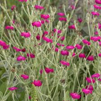 Violet Lychnis Flower Seeds - Stunning Blooms for Your Garden
