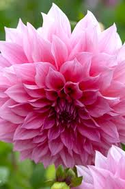 Pale Rose Dahlia Flower Seeds for Planting Cut Flower Favorite Heirloom & GMO Free Seeds for Home Garden  Sale