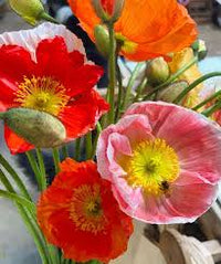 Nudicaule Flower seeds for Planting Fragrant Blossoms Heirloom & GMO Free Seeds for Home Garden