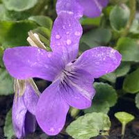 Pink Blue Mini Violet Flower Seeds for Planting Cottage Garden Essential Heirloom & GMO Free Seeds for Home Garden
 
 Sale