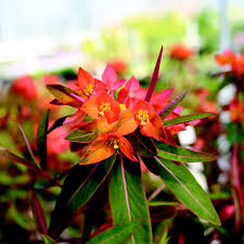 Red Euphorbia Griffithii Flower seeds for Planting - Shade Tolerant, Heirloom & GMO Free Seeds for Home Garden