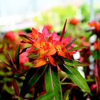 Red Euphorbia Griffithii Flower seeds for Planting - Shade Tolerant, Heirloom & GMO Free Seeds for Home Garden