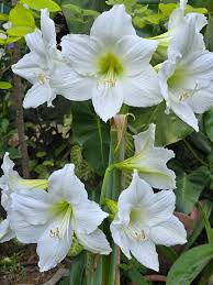 White Amaryllis Barbados Seeds for Planting Cottage Garden Essential Heirloom & GMO Free Seeds for Home Garden
 
 Sale