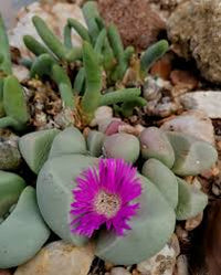 Pink Argyroderma Flower seeds for Planting - Garden Favorite, Heirloom & GMO Free Seeds for Home Garden