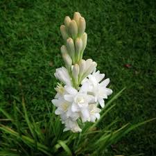 White Fragrant Clove Flower Seeds for Planting Long Bloom Season Heirloom & GMO Free Seeds for Home Garden
 
 Sale