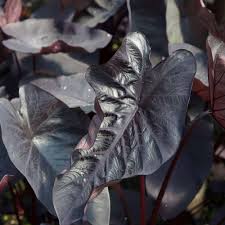 Black Caladium Flower seeds for Planting - Wildflower Mix, Heirloom & GMO Free Seeds for Home Garden
