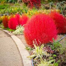 Red Burning Bush Flower seeds for Planting - Seasonal Bloomer, Heirloom & GMO Free Seeds for Home Garden