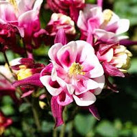 Winky Double Flower seeds for Planting Hardy Variety Heirloom & GMO Free Seeds for Home Garden