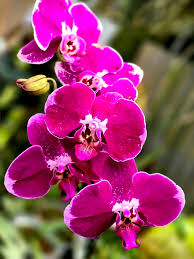 Butterfly Orchids Flower Seeds Violet Planting