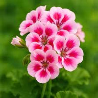 Geranium Pelargonium Rose Flower Seeds for Planting Colorful Display Heirloom & GMO Free Seeds for Home Garden
 
 Sale
