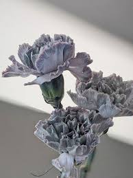 Gray Carnation Flower seeds for Planting Vibrant Colors Heirloom & GMO Free Seeds for Home Garden
 
 Sale