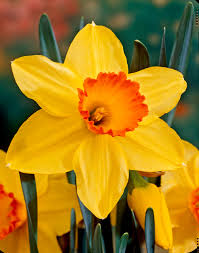 Yellow Red Daffodil Seeds for Planting  Bright Perennial Flowers