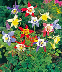 Mixed Columbine Flower seeds for Planting Colorful Display Heirloom & GMO Free Seeds for Home Garden 
 
 Sale