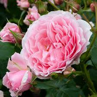 Pink White Climbing Rose Seeds for Planting Long Bloom Season Heirloom & GMO Free Seeds for Home Garden
 
 Sale