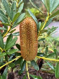 Banksia Flower seeds for Planting Drought Tolerant Heirloom & GMO Free Seeds for Home Garden
