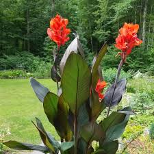 Canna Flower seeds for Planting Long Bloom Season Heirloom & GMO Free Seeds for Home Garden