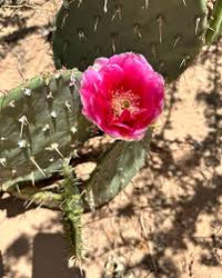 Pink Opuntia Chlorotica Flower seeds for Planting - Wildflower Mix, Heirloom & GMO Free Seeds for Home Garden