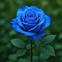 Deep Blue Rose Flower Seeds for Planting Vibrant Colors Heirloom & GMO Free Seeds for Home Garden
 
 Sale