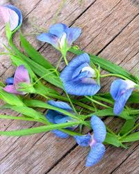 Heirloom Lathyrus Sativus Flower seeds for Planting Seasonal Bloomer Heirloom & GMO Free Seeds for Home Garden