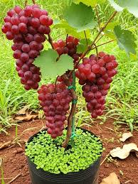Uva Trepadoras Climbing Fruit Seeds for Planting: Grow Your Own Delicious Grapes