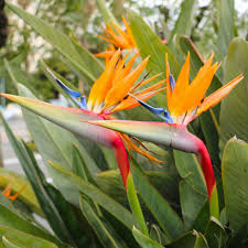Yellow Blue Strelitzia Reginae Seeds Flower seeds for Planting Pollinator Friendly Heirloom & GMO Free Seeds for Home Garden