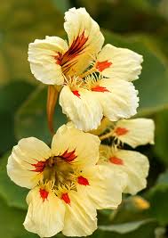 Cream Pink Nasturtium Flower seeds for Planting - Vibrant Colors, Heirloom & GMO Free Seeds for Home Garden